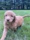 Labradoodle Puppies for sale in New Castle, IN 47362, USA. price: $1,000