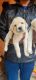 Labradoodle Puppies for sale in Golnaka Main Road, Indra Nagar, Amberpet, Hyderabad, Telangana 500013, India. price: 15000 INR