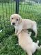 Labradoodle Puppies for sale in Oklee, MN 56742, USA. price: NA