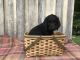 Labradoodle Puppies for sale in Paris, TN 38242, USA. price: $150