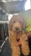 Labradoodle Puppies for sale in Orem, UT, USA. price: NA