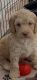 Labradoodle Puppies for sale in Alamo, TX, USA. price: NA
