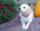 Labradoodle Puppies for sale in Central District, VA, USA. price: $600