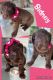 Labradoodle Puppies for sale in 4117 Longfellow Dr, Plant City, FL 33566, USA. price: $1,000