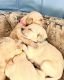 Labradoodle Puppies for sale in Phoenix, AZ, USA. price: $1,900