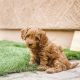 Labradoodle Puppies for sale in New York, NY, USA. price: $500