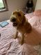 Labradoodle Puppies for sale in Fort Wayne, IN, USA. price: $400