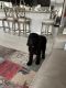 Labradoodle Puppies for sale in Sun City West, AZ, USA. price: $800