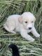 Labradoodle Puppies for sale in Lafayette, TN 37083, USA. price: $400