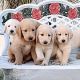 Labradoodle Puppies for sale in Alta Loma, CA 91701, USA. price: NA
