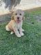 Labradoodle Puppies for sale in Rancho Mirage, CA 92270, USA. price: $3,500