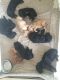 Labradoodle Puppies for sale in Homosassa Springs, FL, USA. price: $1,500