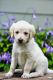 Labradoodle Puppies for sale in 2378 Lakeside Cir, Carlton, MN 55718, USA. price: $950