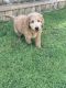 Labradoodle Puppies for sale in Manor, TX 78653, USA. price: NA