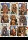 Labradoodle Puppies for sale in 1246 S Washington Ave, Kankakee, IL 60901, USA. price: $750