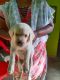 Labradoodle Puppies for sale in Joint Office Southern Railway, Portious Rd, Officers Colony, Ayanavaram, Chennai, Tamil Nadu 600023, India. price: 8000 INR