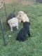 Labradoodle Puppies for sale in Kennewick, WA, USA. price: NA