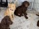 Labradoodle Puppies for sale in Hernando County, FL, USA. price: $1,000