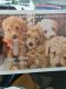 Labradoodle Puppies for sale in South Euclid, OH, USA. price: $800