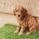 Labradoodle Puppies for sale in SC-544, Myrtle Beach, SC, USA. price: NA