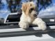 Labradoodle Puppies for sale in Gilroy, CA 95020, USA. price: $600