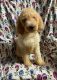 Labradoodle Puppies for sale in Hagerstown, MD, USA. price: $500