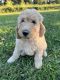 Labradoodle Puppies for sale in Kenton, OH 43326, USA. price: $150