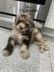 Labradoodle Puppies for sale in Chicago, IL 60656, USA. price: $2,000
