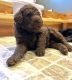 Labradoodle Puppies for sale in Roxboro, NC, USA. price: $1,200