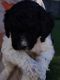 Labradoodle Puppies for sale in Virginia Beach, VA, USA. price: NA