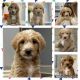 Labradoodle Puppies for sale in 313 Christopher Luke Cir, Perry, GA 31069, USA. price: $1,200