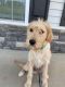 Labradoodle Puppies for sale in Clayton, NC 27520, USA. price: $200