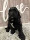 Labradoodle Puppies for sale in Chetek, WI 54728, USA. price: $600