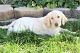 Labradoodle Puppies for sale in Sugar City, ID, USA. price: NA