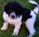 Labradoodle Puppies for sale in Keswick, Georgina, ON, Canada. price: NA