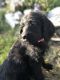 Labradoodle Puppies for sale in Lebanon, IN 46052, USA. price: $400