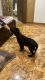 Labradoodle Puppies for sale in Ghaziabad, Uttar Pradesh, India. price: 16 INR