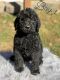 Labradoodle Puppies for sale in Cartersville, GA, USA. price: $1,000