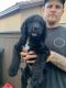 Labradoodle Puppies for sale in Winchester, CA, USA. price: $500