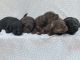 Labradoodle Puppies for sale in Madison, KS 66860, USA. price: $800