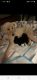 Labradoodle Puppies for sale in Mt Pleasant, NC, USA. price: NA
