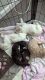 Labradoodle Puppies for sale in Anniston, AL, USA. price: NA