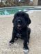 Labradoodle Puppies for sale in Jurupa Valley, CA, USA. price: $600
