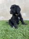 Labradoodle Puppies for sale in Tulare, CA 93274, USA. price: NA