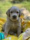 Labradoodle Puppies for sale in Flint, TX 75762, USA. price: NA