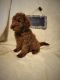 Labradoodle Puppies for sale in Hagerstown, MD, USA. price: $750