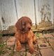 Labradoodle Puppies for sale in Hagerstown, MD, USA. price: NA