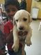 Labradoodle Puppies for sale in Madurai, Tamil Nadu, India. price: 10000 INR