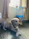 Labradoodle Puppies for sale in Sector 104, Noida, Uttar Pradesh, India. price: NA