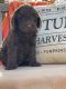 Labradoodle Puppies for sale in Kearney, NE, USA. price: $650